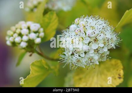 Nahaufnahme des weiß blühenden nordamerikanischen Neunbark-Strauches, Physocarpus opulifolius im Garten Stockfoto