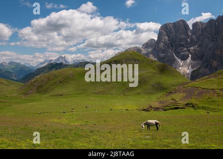 Pferde auf den Almen der Dolomiten Stockfoto