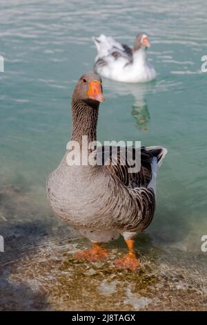 Der große Greylag-Gänsevögel steht auf beiden Beinen. Nahaufnahme Stockfoto