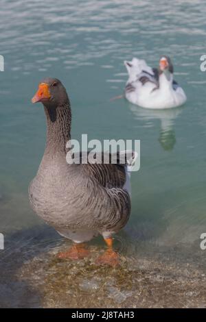 Die Wasservogelgattung Anser umfasst die Graugänse und die Weißgänse Stockfoto