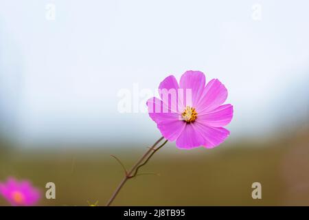 Einzelne lila Kosmos Blume Soth Afrika Stockfoto