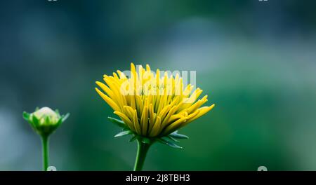 Rudbeckia laciniata goldene Kugel gelbe Ziergartenblumen Stockfoto