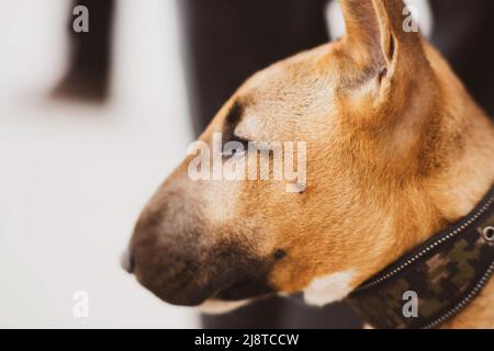 Porträt eines niedlichen Ingwer-Bullen-Terrier-Welpen mit einem Kragen um den Hals an einem hellen sonnigen Tag. Ein Haustier. Ein treuer Freund. Stockfoto