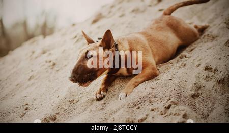 Netter Ingwer-Welpe Miniatur-Bulle Terrier hat Spaß am Spielen im Sand am Strand an einem Sommertag. Ein Haustier. Stockfoto
