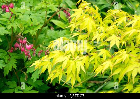 Acer palmatum 'Katsura' Blätter und blutendes Herz im Frühlingsgarten Stockfoto