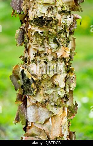 Fluss Birch, Betula nigra 'Heritage', Betula nigra, Birch, Trunk, Rinde, Betula nigra, Baumstamm, Betula nigra, die Rinde schält Stockfoto