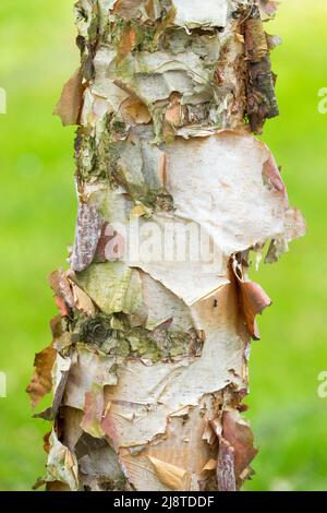 River Birch, Betula nigra Heritage, Betula nigra, Birch, Trunk, Bellen, Betula-Baumstamm, Betula-nigra-Bellen Stockfoto