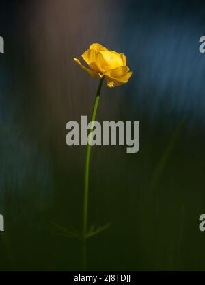 Gelbe Blume in den Bergen der Dolomiten in Italien. Stockfoto