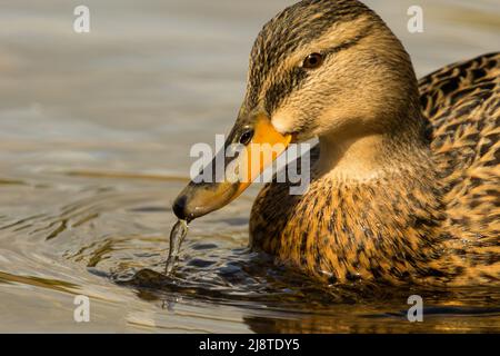 Eine weibliche Stockente mit einem fleckigen braunen Aussehen trinkt aus einem Fluss, während sein Schnabel tropft. Stockfoto