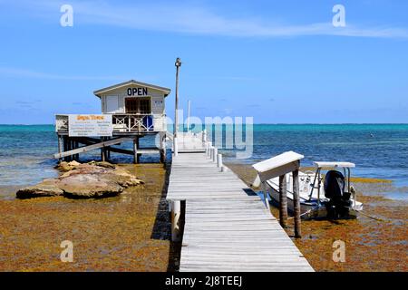 Sargassum (F. Sargassaceae) um einen Pier mit einem angedockten Boot und einer Hütte auf Stelzen in San Pedro, Belize, Karibik. Stockfoto