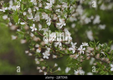 Zweige blühender Kirschbäume mit sanftem Fokus. Schönes Blumenbild der Frühlingsnatur. Stockfoto