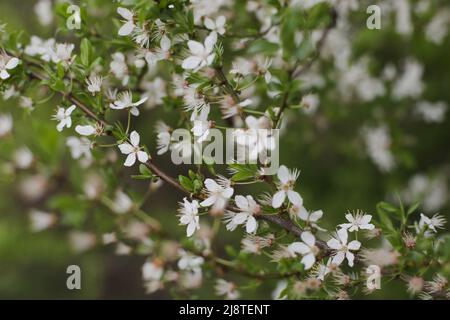 Zweige blühender Kirschbäume mit sanftem Fokus. Schönes Blumenbild der Frühlingsnatur. Stockfoto