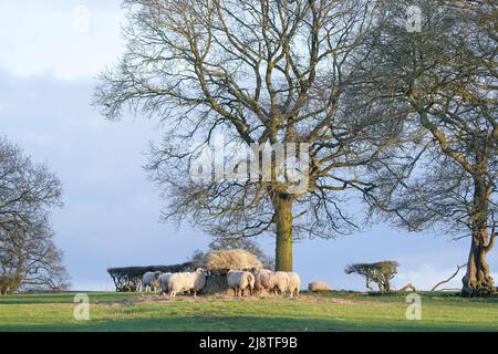 Farmland Schafe, die an einem sonnigen Wintertag Heu von einem Fütterungsstift fressen, Großbritannien. Stockfoto
