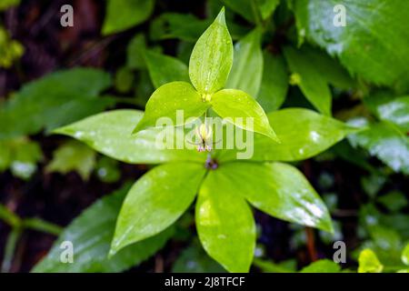 Indische Gurkenwurzel (Medeola virginiana) - Pisgah National Forest, in der Nähe von Brevard, North Carolina, USA Stockfoto