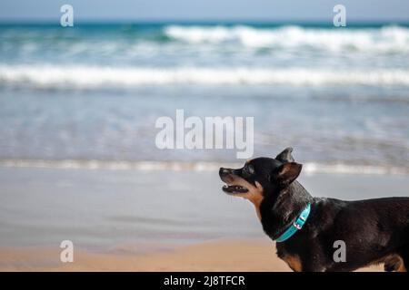 Nahaufnahme des Pinscher-Hundes, der am Strand mit Meer im Hintergrund läuft Stockfoto