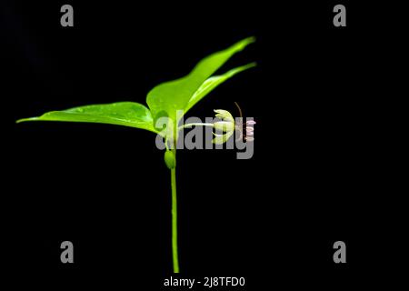 Indische Gurkenwurzel (Medeola virginiana) - Pisgah National Forest, in der Nähe von Brevard, North Carolina, USA Stockfoto