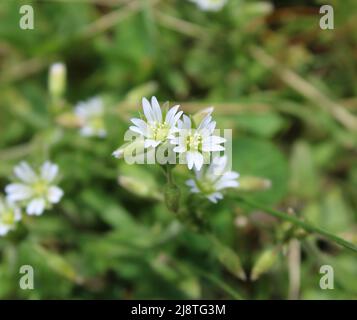 Eine Nahaufnahme der Blumen einer Mausohr-Kicherungspflanze Stockfoto