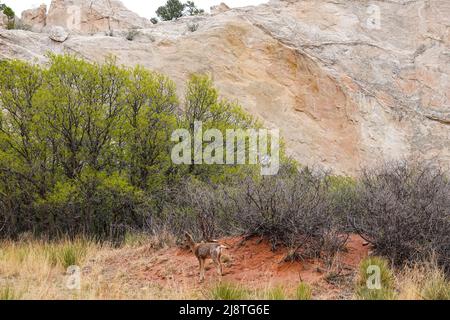 Die Rocky Mountain Mule Deer ist eine wunderschöne Art mit großen Ohren und hellen Augen. Stockfoto