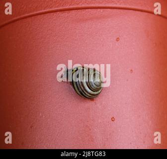 Eine gewöhnliche Landschnecke mit teilweise ausgestrecktem Augengestein Stockfoto