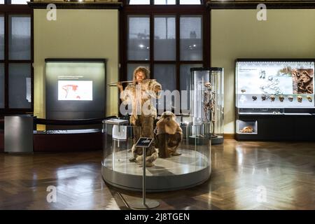 WIEN, ÖSTERREICH - 15. MAI 2019: Eine Rekonstruktion primitiver Menschen als Ausstellung im Anthropologischen Raum des Naturhistorischen Museums. Stockfoto