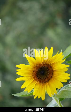 Eine Nahaufnahme einer hellgelben Sonnenblume mit grünen Blättern, alle in Richtung Kamera unter einem sonnigen Himmel mit Kopierraum. Stockfoto