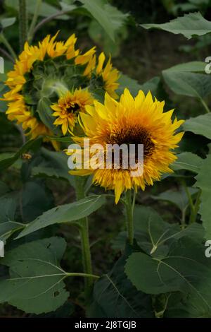 Ein Paar hellgelbe Sonnenblumen mit grünen Blättern, alle in Richtung Kamera unter sonnigem Himmel. Stockfoto