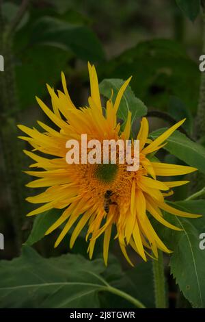 Schöne gelbe Sonnenblume und eine Honigbiene Silhouette vor einem weichen Hintergrund. Stockfoto