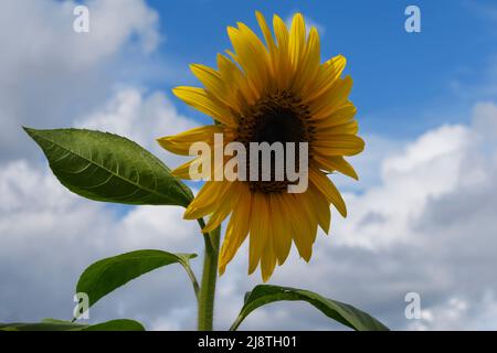 Wunderschöne gelbe Sonnenblume, die sich vor blauem Himmel und Wolken abhebt. Stockfoto