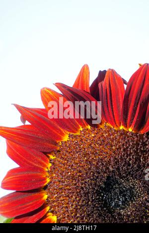 Rote Sonnenblumenblätter in Nahaufnahme mit klarem, weichem Hintergrund. Stockfoto