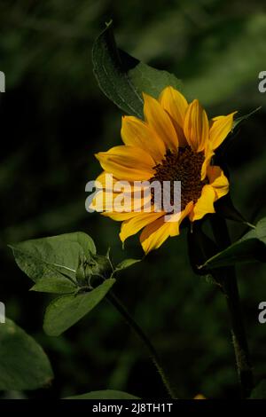 Sonnenblumen-Nahaufnahme mit weichem Hintergrund grünes Laub. Stockfoto