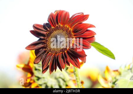 Rote Sonnenblume Nahaufnahme in einem Feld von Sonnenblumen mit bedecktem Himmel. Stockfoto