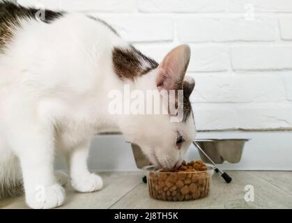 Katze, die Trockenfutter isst. Hungriger Haustier. Stockfoto