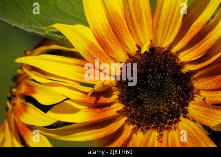 Sonnenblumen-Nahaufnahme des zentralen Samenkopfes. Stockfoto