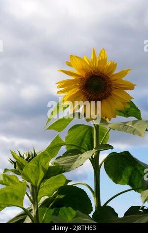 Sonnenblumen-Nahaufnahme in einem Sonnenblumenfeld mit geschwollenen weißen Wolken. Stockfoto
