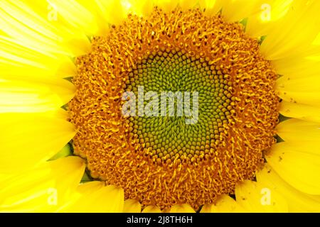 Sonnenblumen-Nahaufnahme in einem Sonnenblumenfeld. Stockfoto