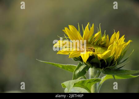 Sonnenblumen-Nahaufnahme mit weichem Hintergrund. Stockfoto