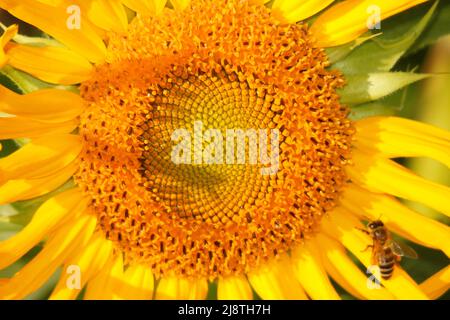 Sonnenblumen-Nahaufnahme in einem Sonnenblumenfeld. Stockfoto