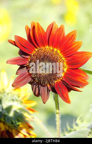 Rote Sonnenblume Nahaufnahme mit weichem Hintergrund. Stockfoto