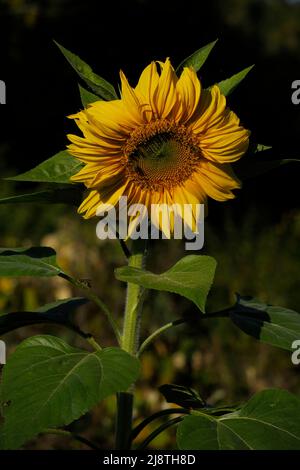 Sonnenblumen-Nahaufnahme in einem Sonnenblumenfeld. Stockfoto