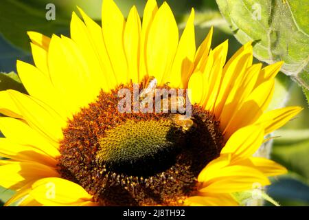 Sonnenblumen-Nahaufnahme in einem Sonnenblumenfeld mit Honigbienen. Stockfoto