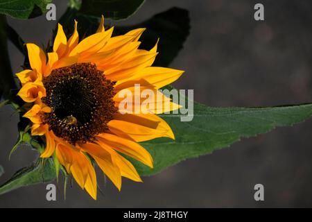 Sonnenblumen-Nahaufnahme mit einer Honigbiene vor weichem Hintergrund. Stockfoto