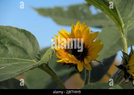 Sonnenblumen-Nahaufnahme mit einer Honigbiene mit grünem Laub und blauem Himmel. Stockfoto