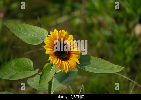 Sonnenblumen-Nahaufnahme in einem Feld mit grünem Sonnenblumenlaub. Stockfoto