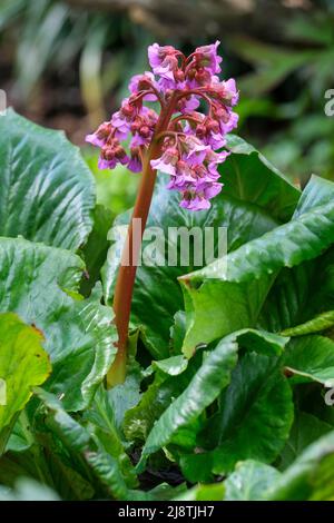 Bergenia cordifolia 'Purpurea', Elefantenohren 'Purpurea'. Helle, tiefrosa Blüten Stockfoto