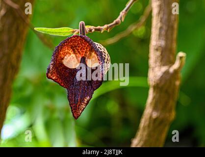 Aristolochia Arborea (Aristolochia salvadorensis) auch Darth Vader Pflanze. Botanischer Garten Heidelberg, Baden Württemberg, Deutschland Stockfoto