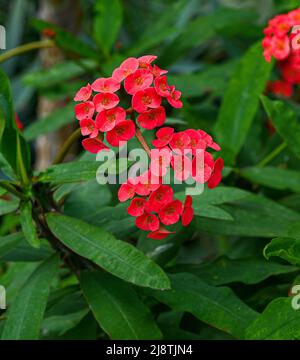 Dornenkrone oder Christuspflanze (Ephorbia milii), aus Madagaskar. Botanischer Garten, Kit, Karlsruhe, Deutschland, Europa Stockfoto