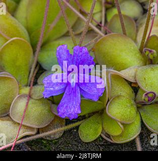 Blüte und Blätter einer mexikanischen Butterwürze (Pinguecula Pinguicula rectifolia). Botanischer Garten, KIT Karlsruhe, Deutschland, Europa Stockfoto
