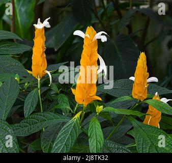 Goldene Garnelenpflanze (Pachystachys lutea). Auch Lollipop-Pflanze genannt. Stockfoto