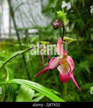 Orchidee (Phragmipedium x dorminianum) Sie ist in Mittel- und Südamerika beheimatet. Botanischer Garten Heidelberg, Baden Württemberg, Deutschland Stockfoto