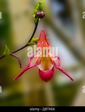 Orchidee (Phragmipedium x dorminianum) Sie ist in Mittel- und Südamerika beheimatet. Botanischer Garten Heidelberg, Baden Württemberg, Deutschland Stockfoto